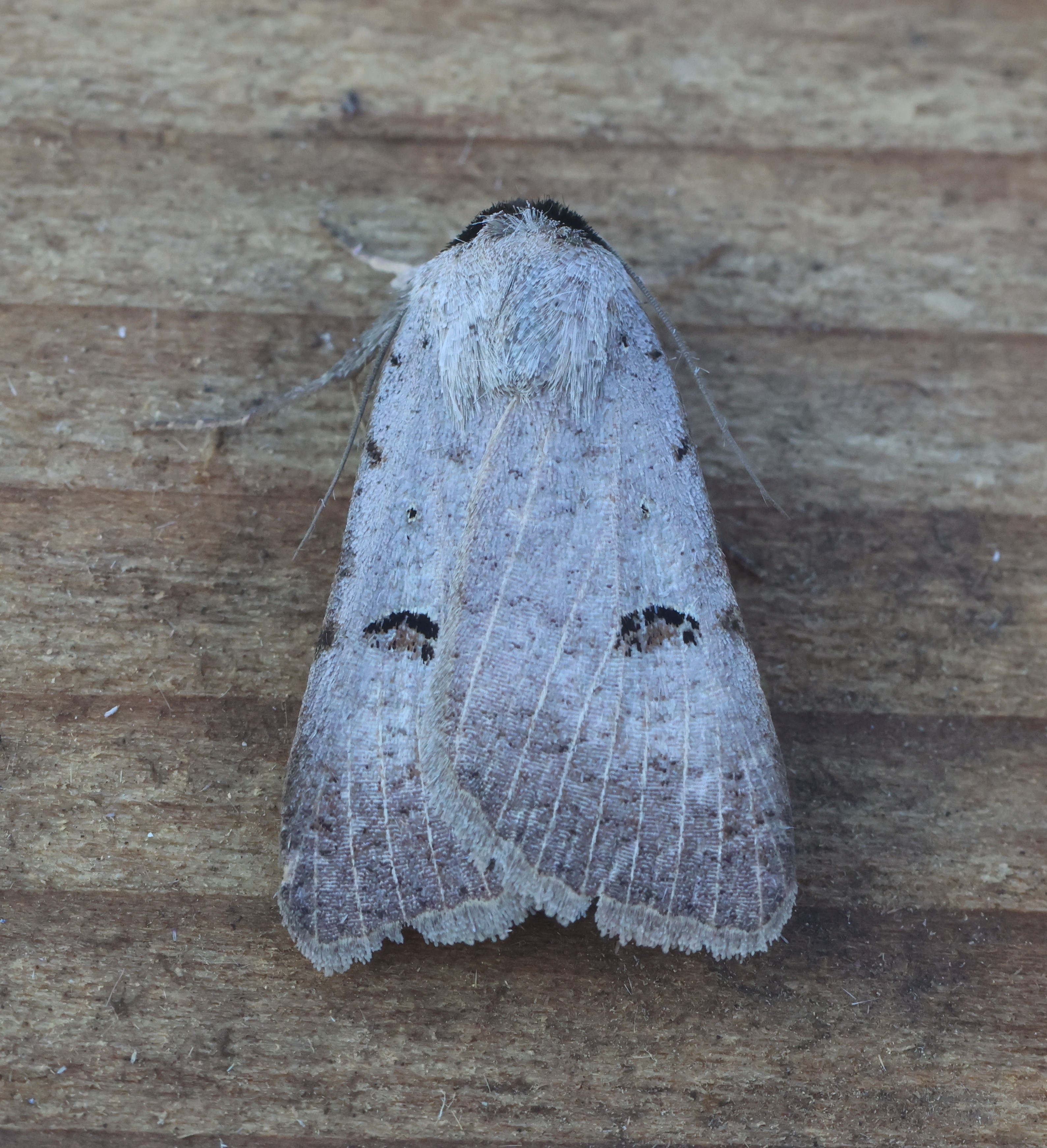 Photo of Scarce Blackneck (Lygephila craccae)